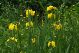 Iris pseudacorus Gele lis bestellen
